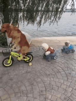 狗狗性格冷知识,有哪些有关狗狗的冷知识