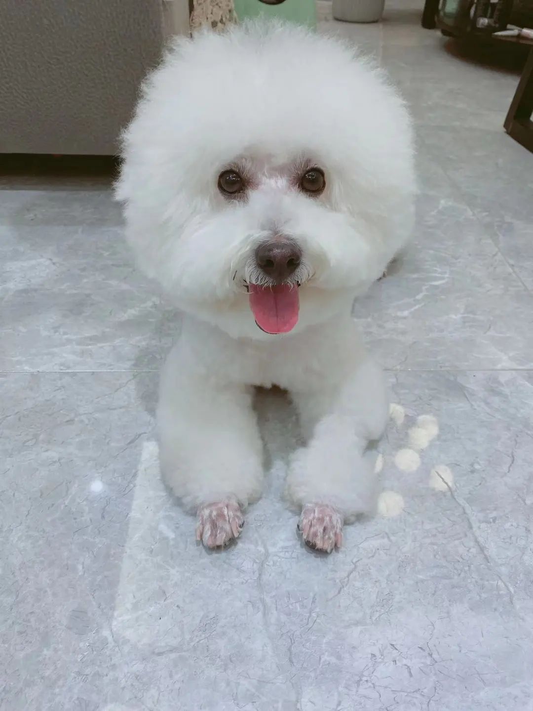 毛毛宠城堡新宠：吉米｜一只小狗的幸运之神，是妈妈呀