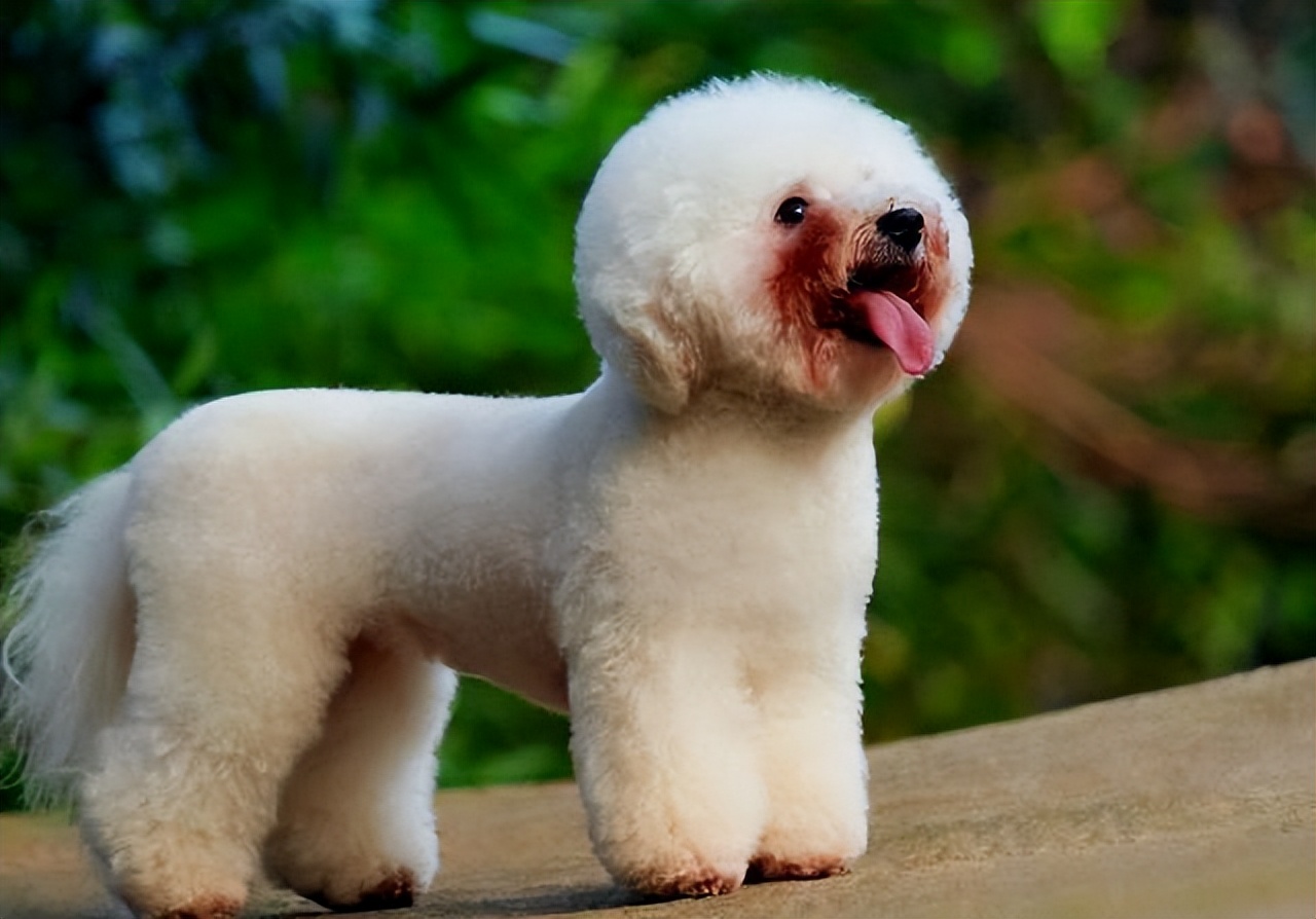 比熊犬泪痕处理方法,比熊犬泪痕特严重怎么办