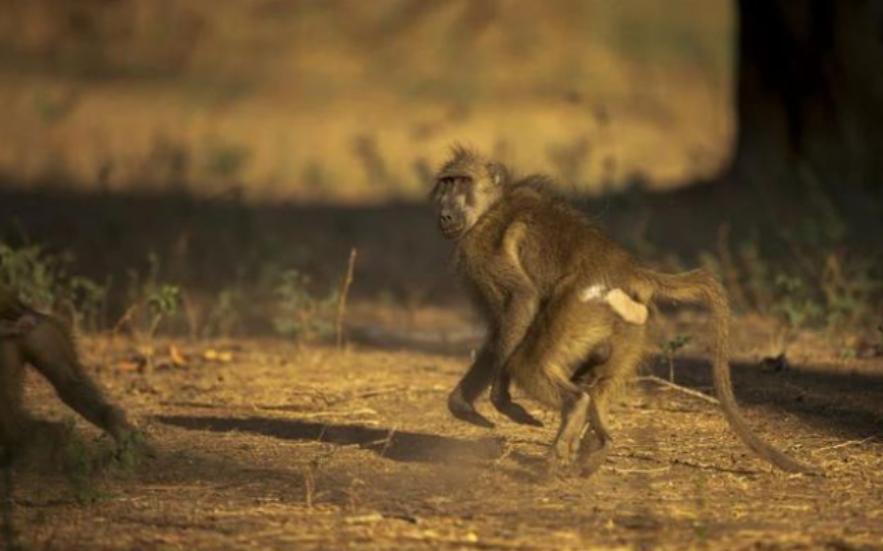 进击的狗群：非洲野狗在三年内，干掉了五十多只狒狒