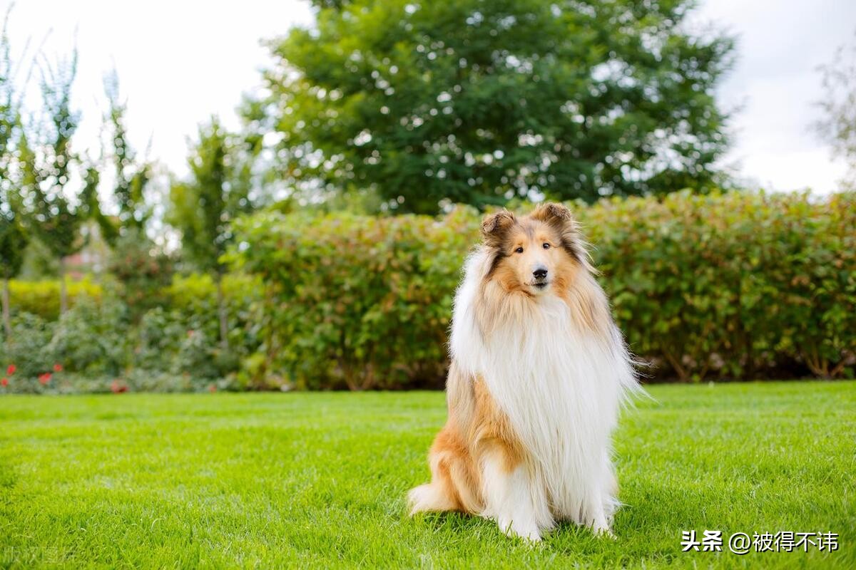 什么狗最好看最便宜最好养,世界上最强的十种狗
