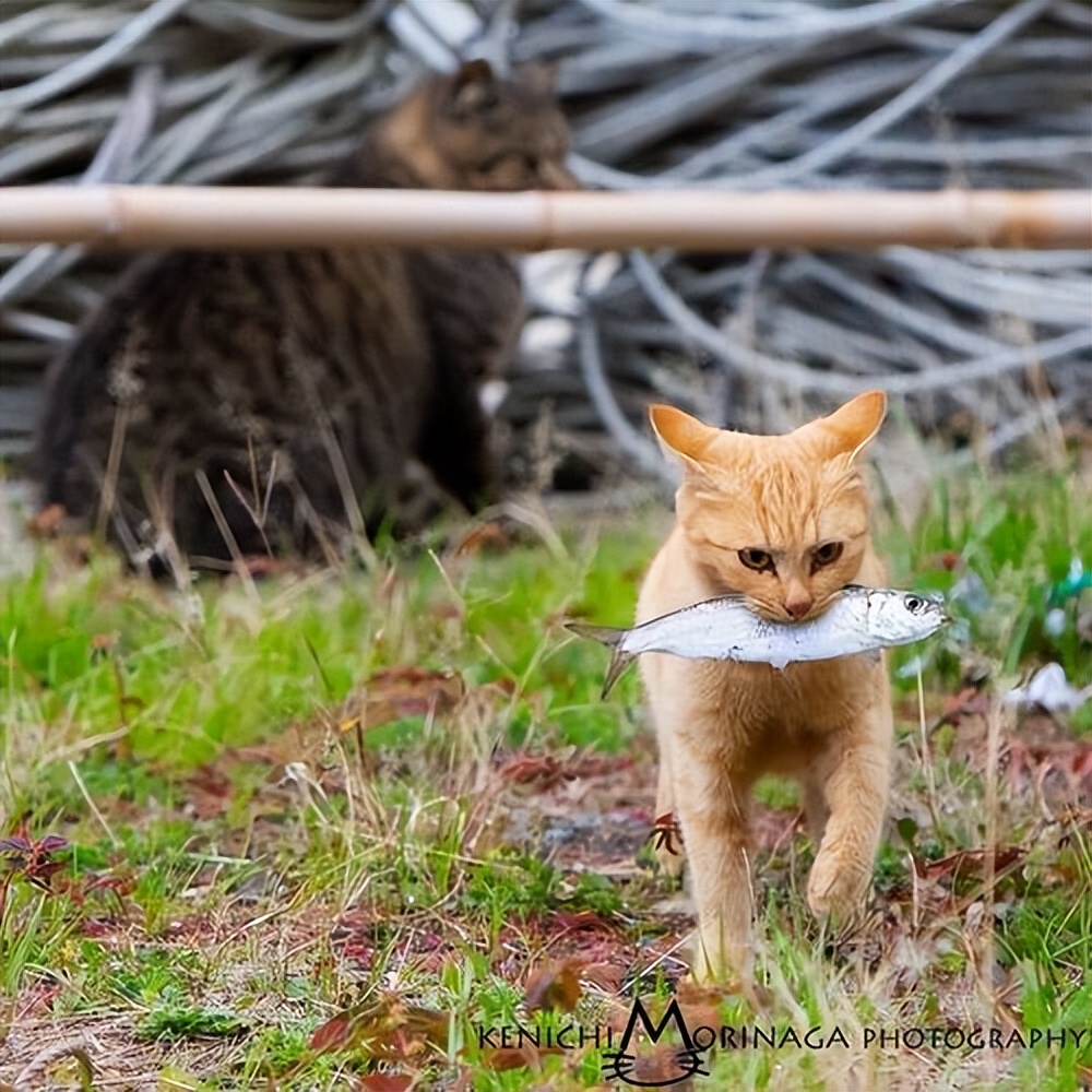 为了保护粮厂的粮食，男子训练出几十只特种猫，厂内展开猫鼠大战