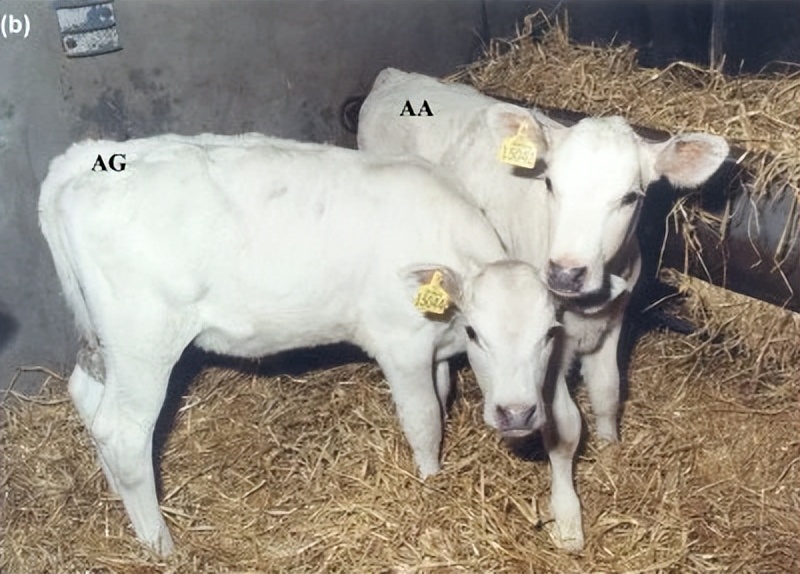 对牛毛色遗传影响：夏洛莱×荷斯坦种群中，真黑素与黑素的稀释