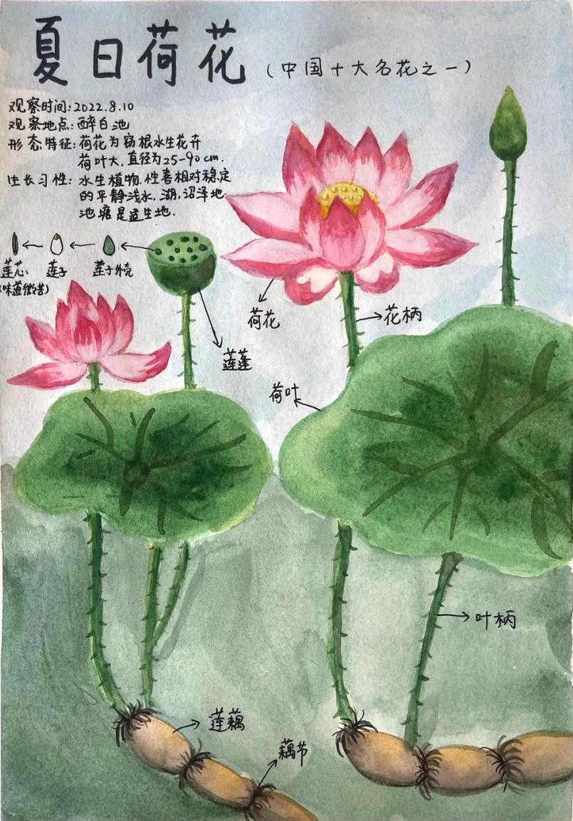 学校各年级各学科暑假作业设计,各学科暑假作业设计要求