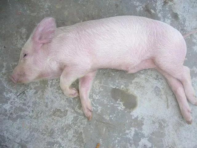 猪突然倒地全身颤抖怎么回事,猪突然尖叫喘气倒地是什么原因