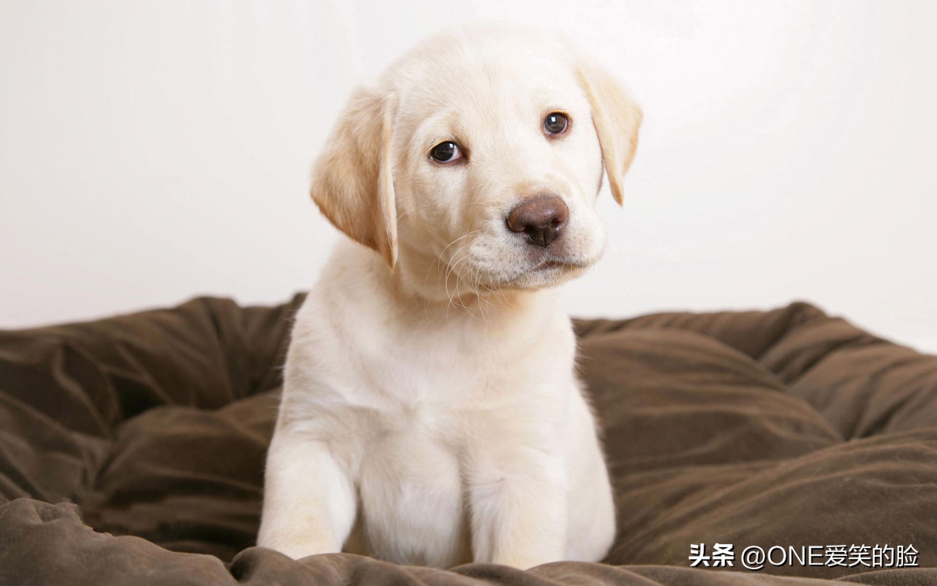 掉毛少的中大型狗狗品种,哪些品种的狗狗不掉毛