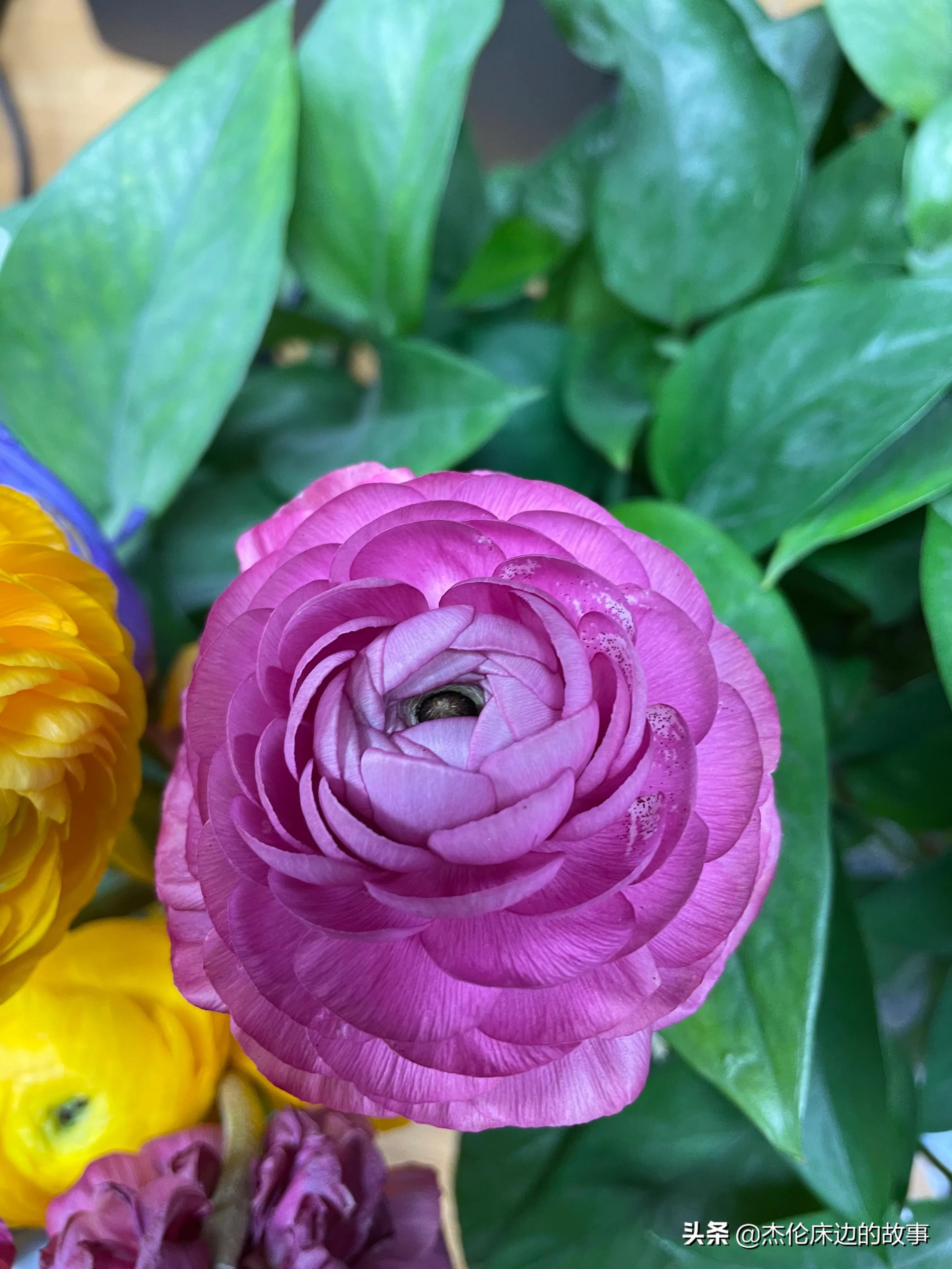 网上鲜切花怎么养护,最耐养的鲜切花