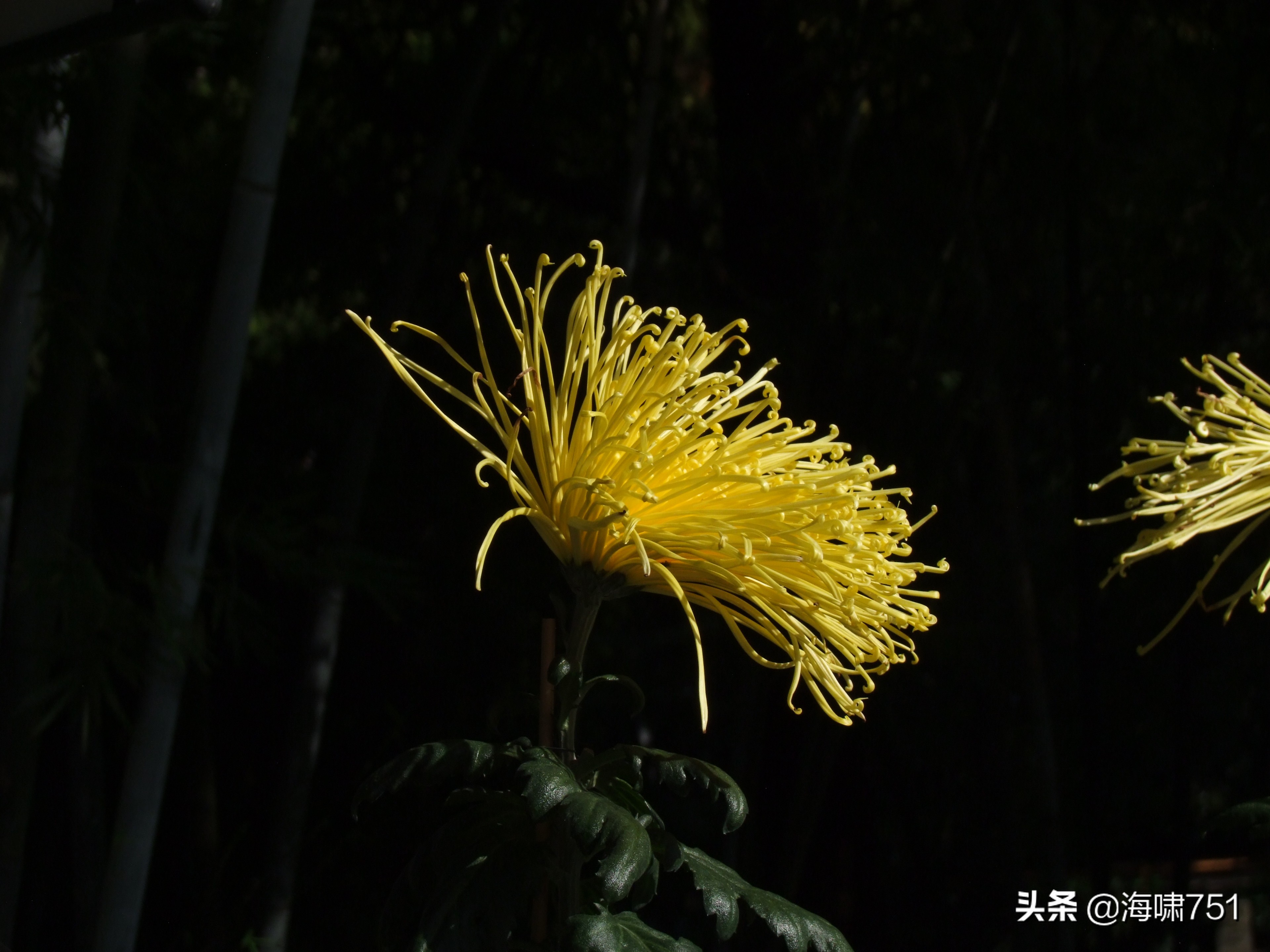 黄花岗公园开放时间,黄花岗公园停车