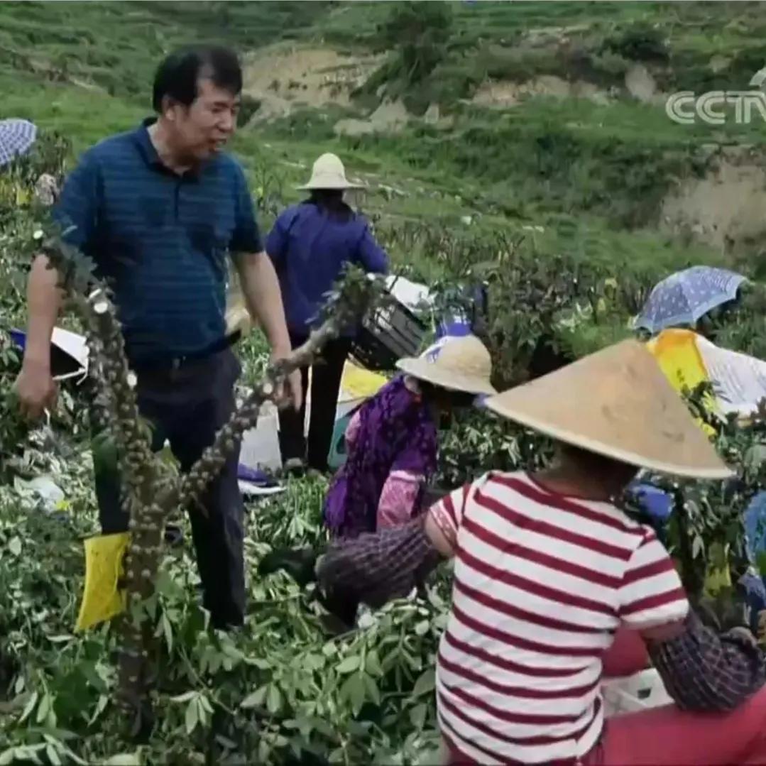 重庆男子加工花椒，无意间在蒸汽中发现端倪，靠蒸汽年收入300万