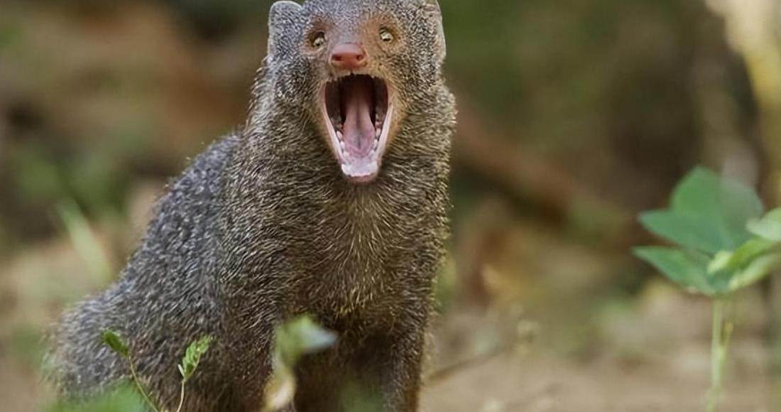 眼镜王蛇吞掉了条蟒蛇,眼镜王蛇生吞