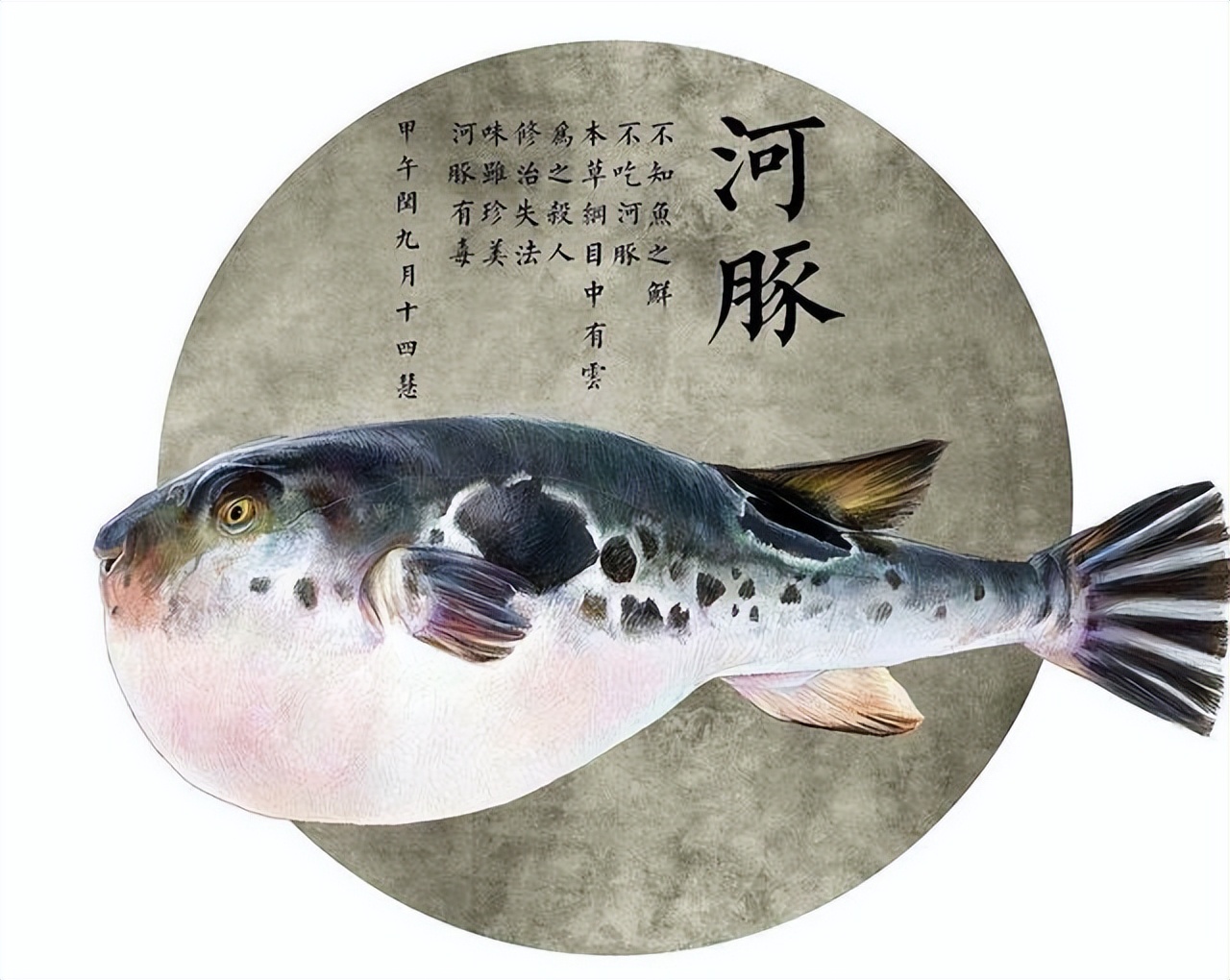 河豚毒性,河豚为什么吃了有毒的食物不中毒