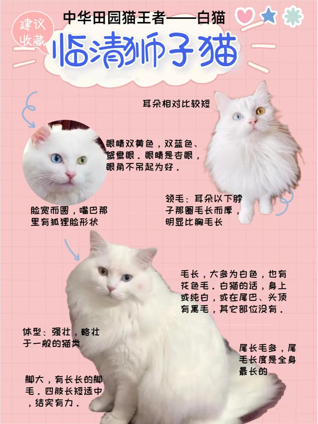 临清狮子猫天花板,新手养猫推荐中华田园猫