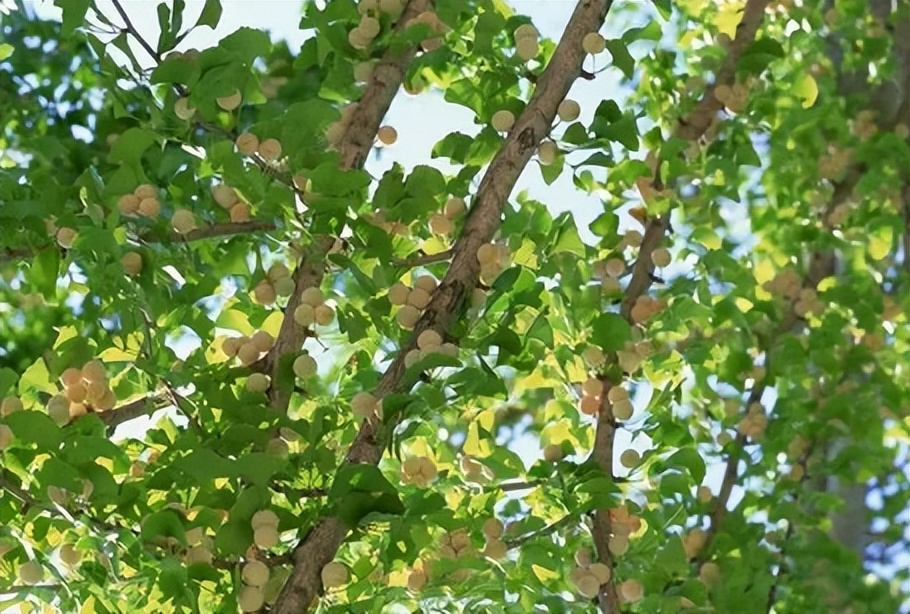 每日一味中药薏苡仁,每日一味中药白扁豆