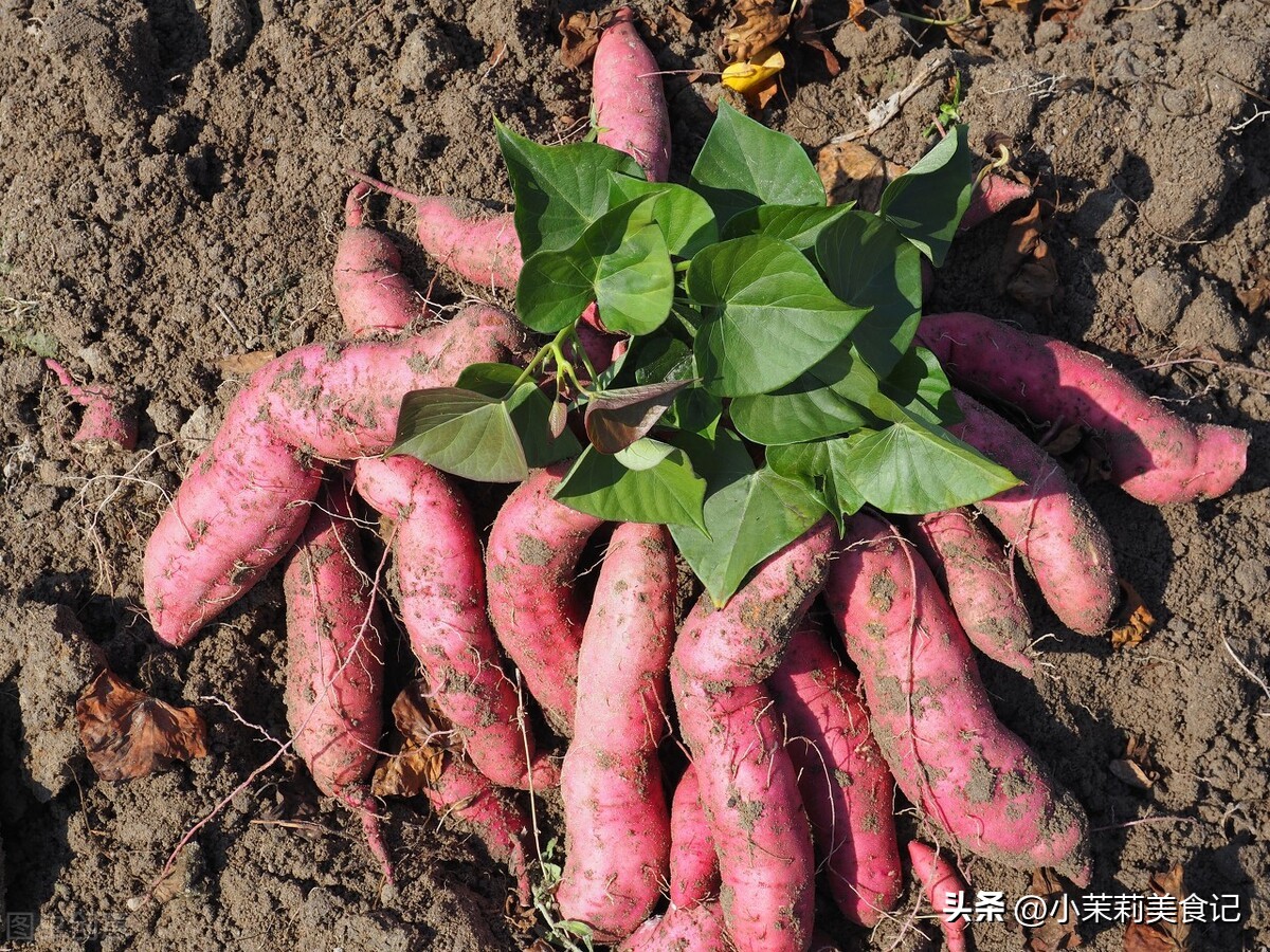 晒红薯干防止变黑,晒红薯干怎么不会变黑