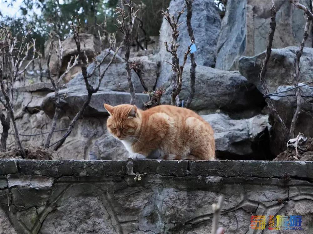 北京故宫的猫为什么叫御猫,故宫最萌的猫是什么猫