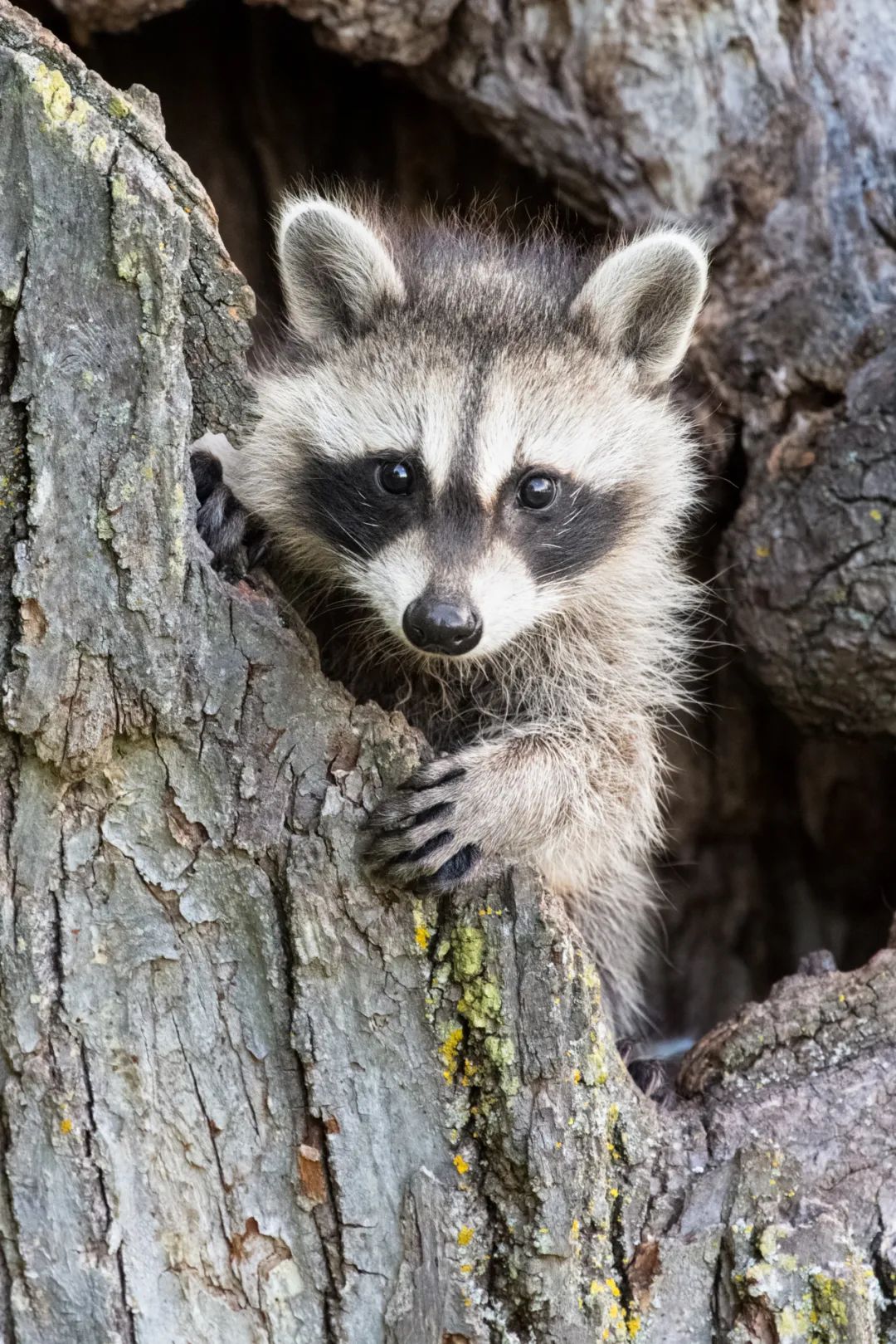 我真的太爱熊猫了，难不成上辈子是根竹子？