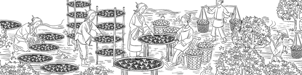 仲景牌系列产品,仲景系列中成药