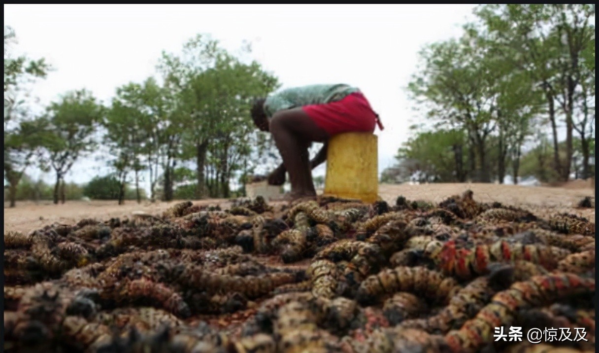 为什么人类不吃虫子,人类饿死概率