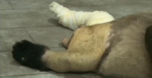 盘点网红大熊猫搞笑场面,大熊猫一摔成名