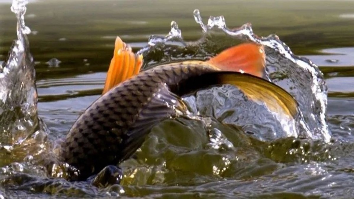 贵州正宗酸汤鱼做法,贵州正宗酸汤鱼的做法