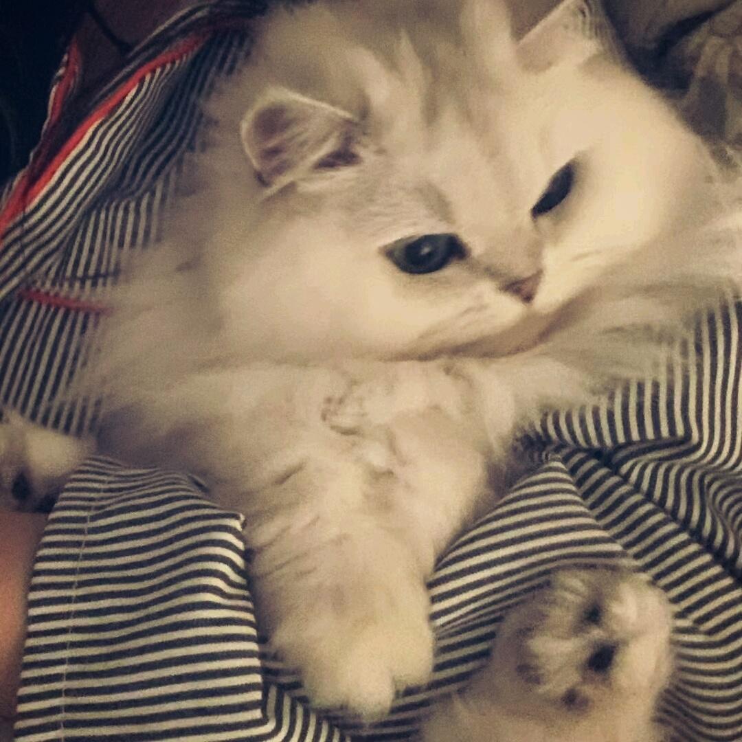 萌萌小猫头像大全可爱,动物头像猫咪可爱