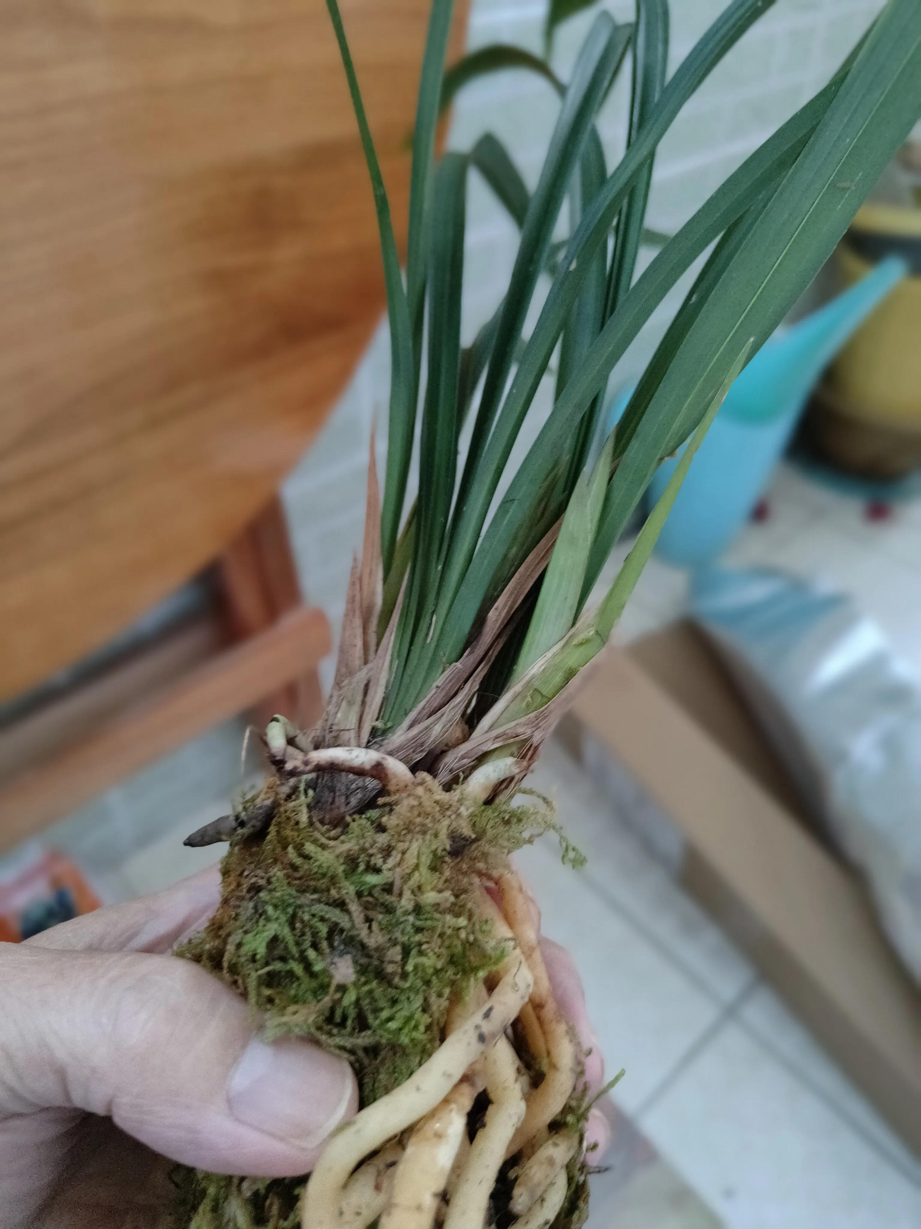 霓裳仙子图片,霓裳仙子汉服