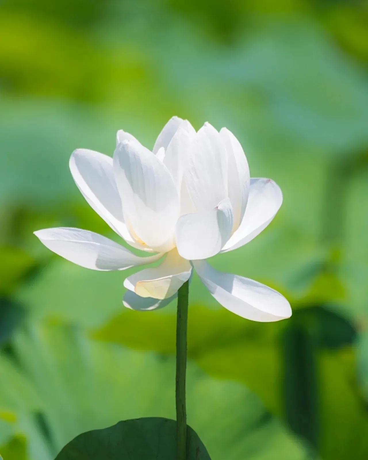 无穷莲叶，精彩纷呈