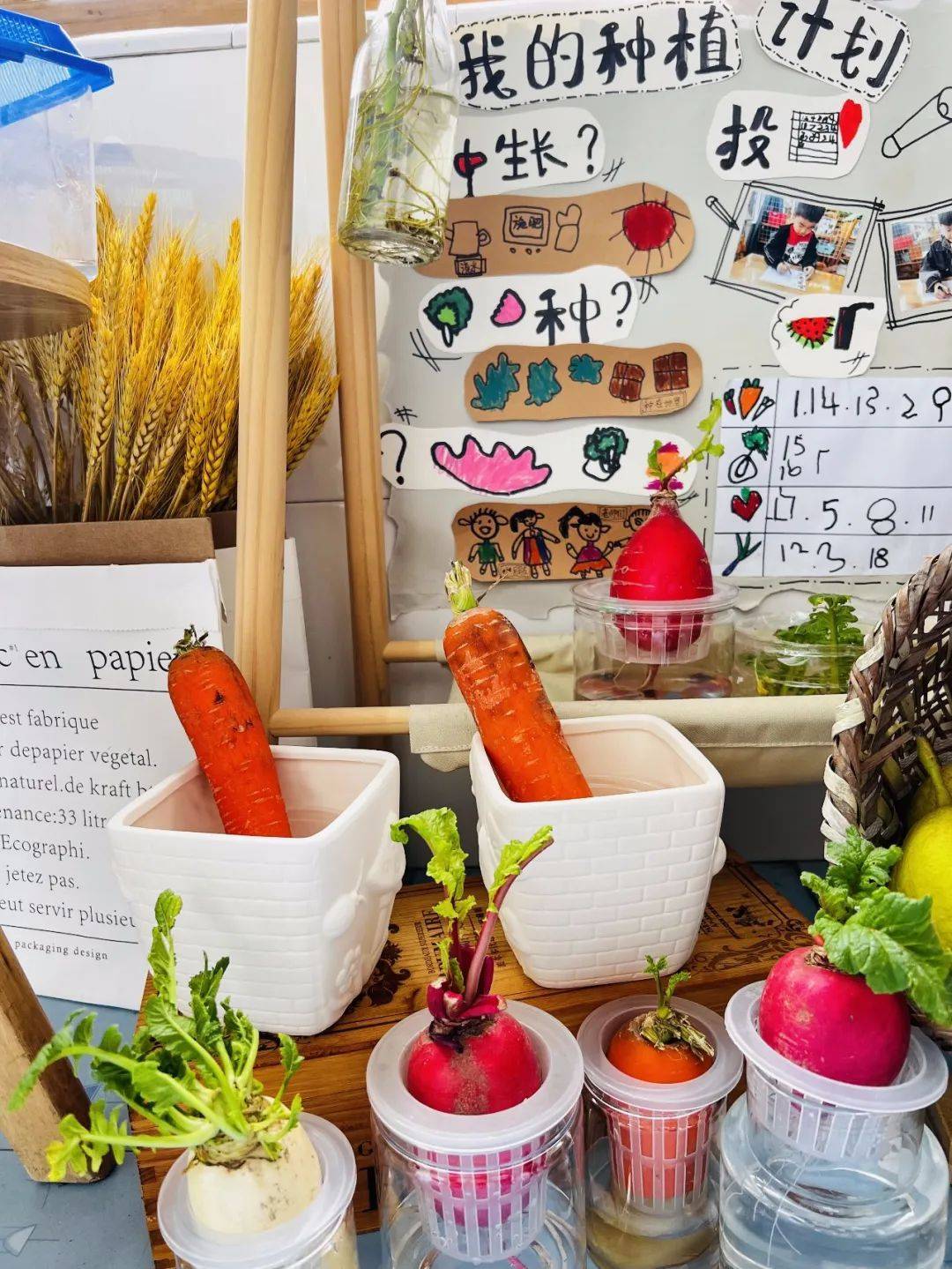 生态环创幼儿园自然角,幼儿园环创自然角实验