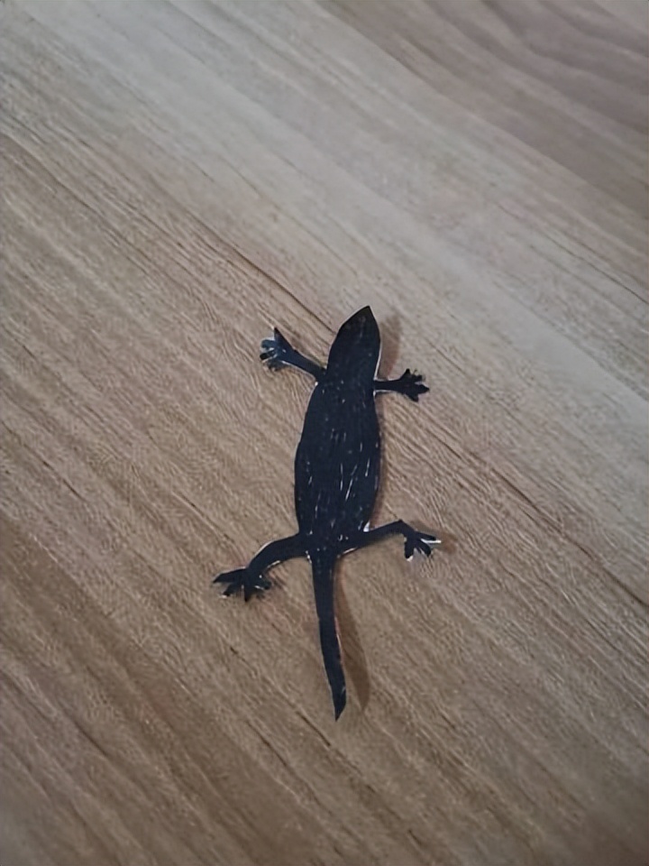 网友画“壁虎”想耍耍自家猫，可没想到…把全网的猫都给骗了