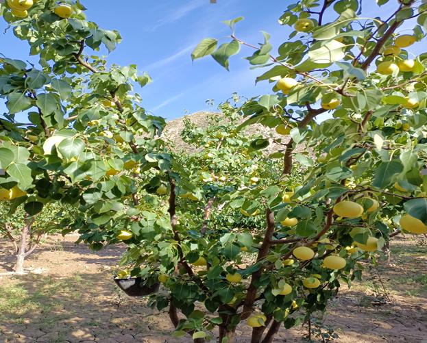 白银万永成种养殖农民专业合作社:特色林果树品牌合作共赢谋发展