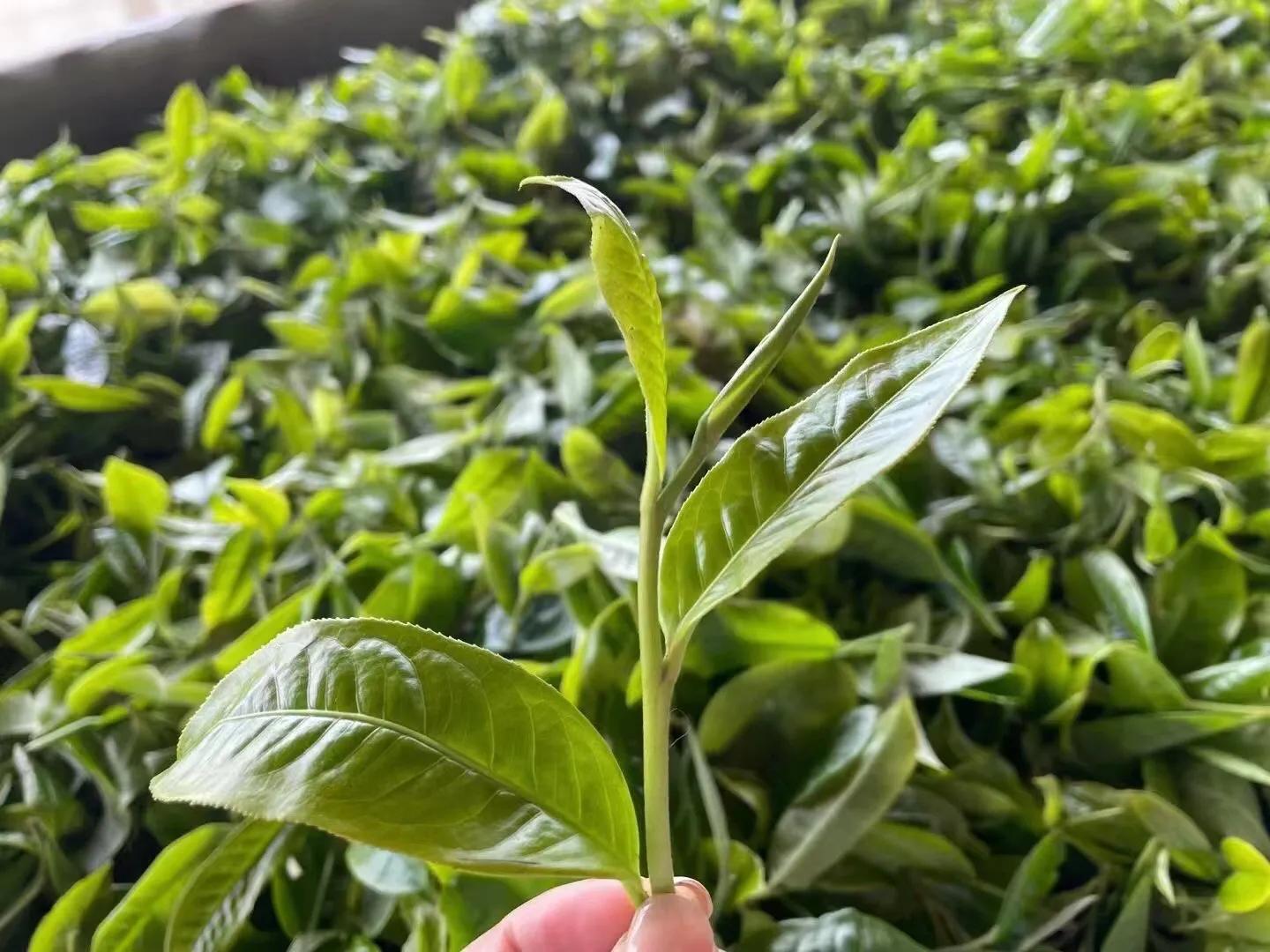 云南绿茶最好的多少钱一斤,绿茶销量第一云南