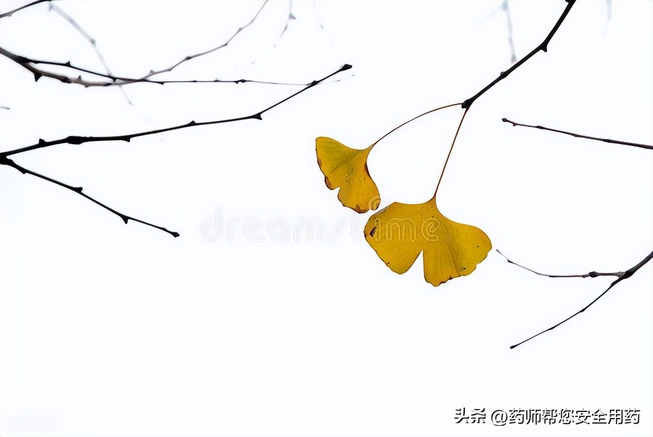 银杏叶类药最好的是哪种,活血化瘀的中成药含银杏的是什么