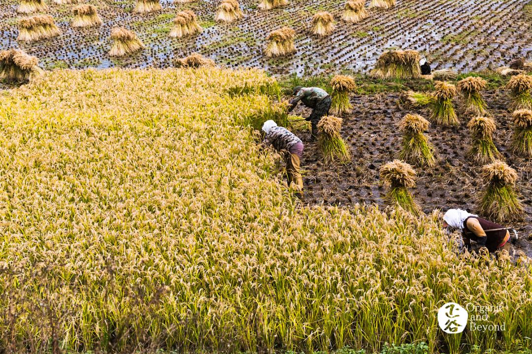 五常稻米原粮稻花香2号,原粮稻花香2号五常稻米