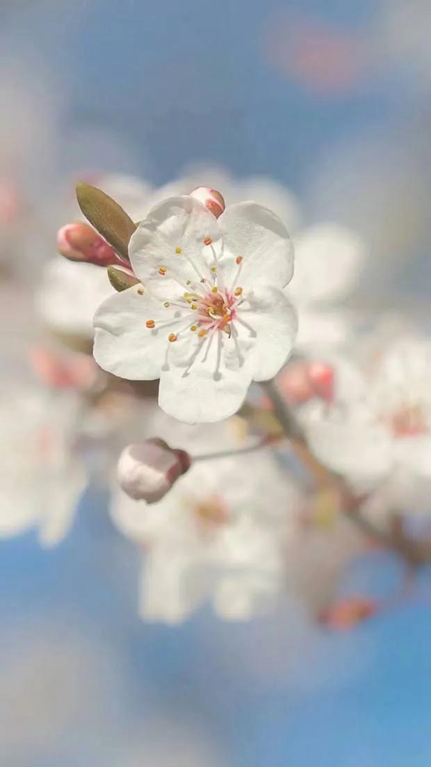 明妃二首其二王安石,王安石古诗十五翻译及原文