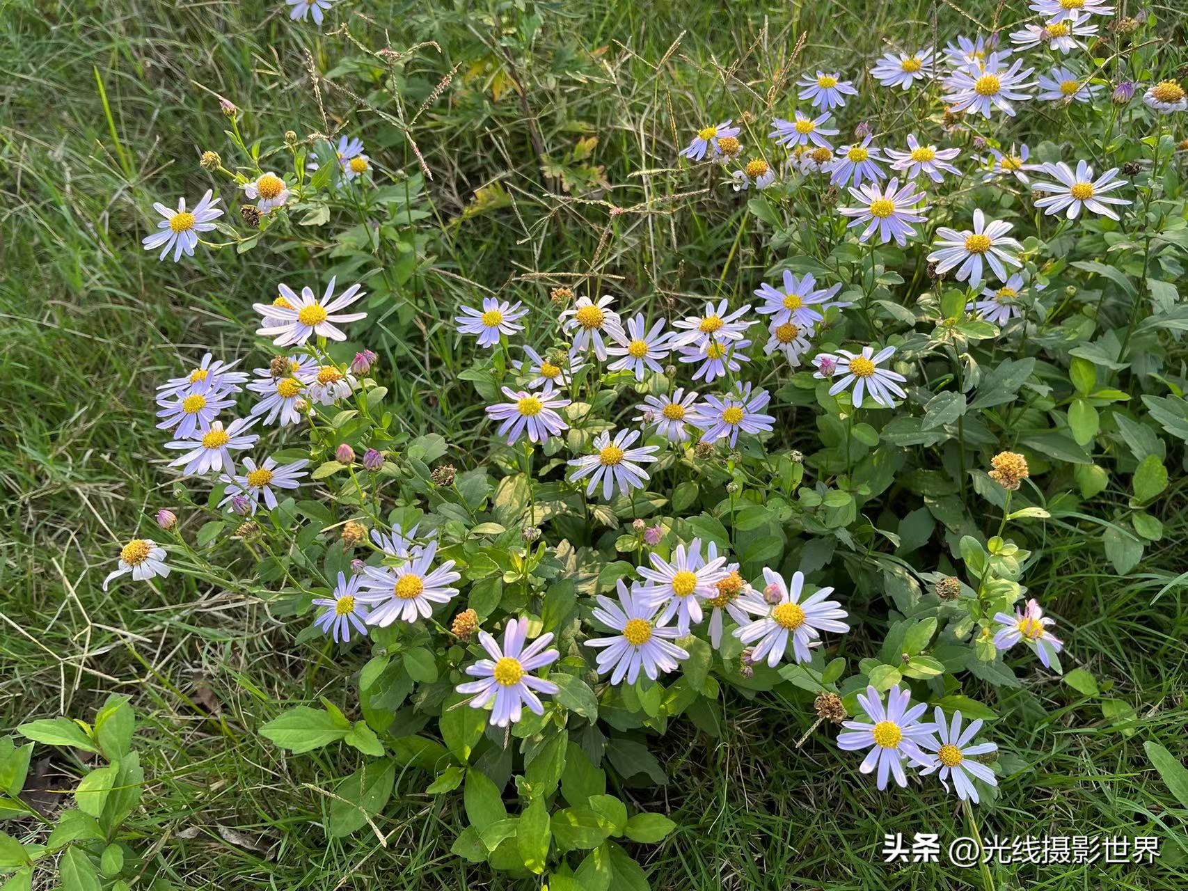 花博园露营详细攻略,重庆森林露营地推荐