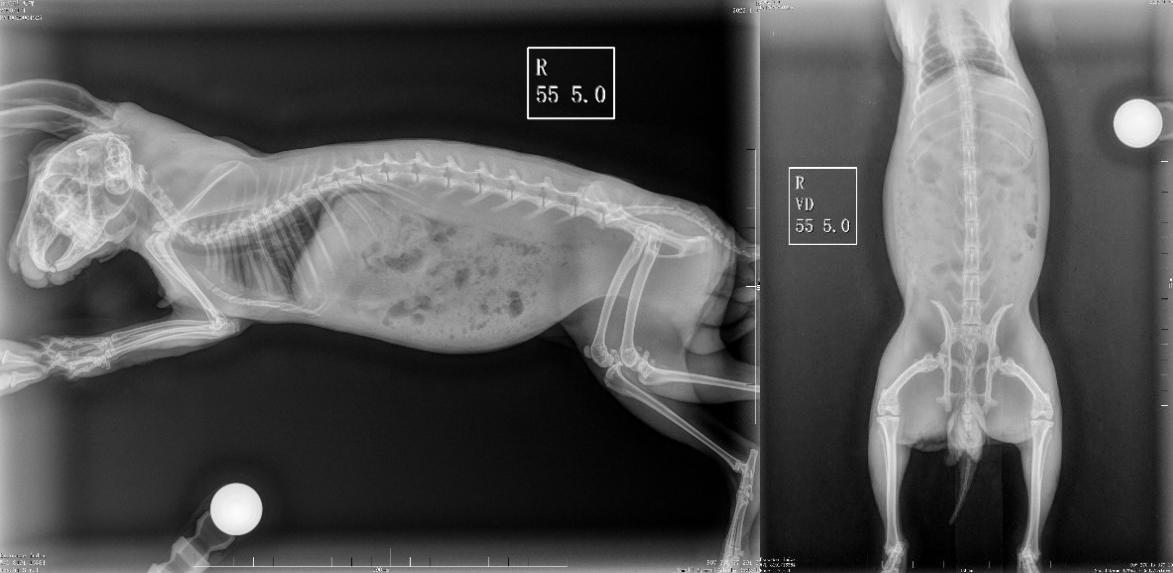 垂耳兔受伤了怎么办,垂耳兔治愈视频
