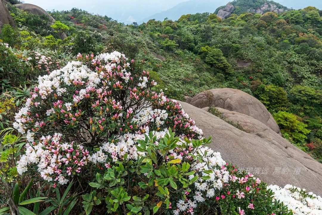 广州增城高山杜鹃,高山杜鹃广州