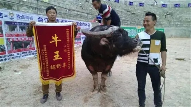 贵州牛王出战三江,牛王昆山所有视频