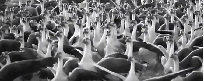 小伙养鹅养鸡上千只大鹅全卖了,养鹅被大雁带走2000只