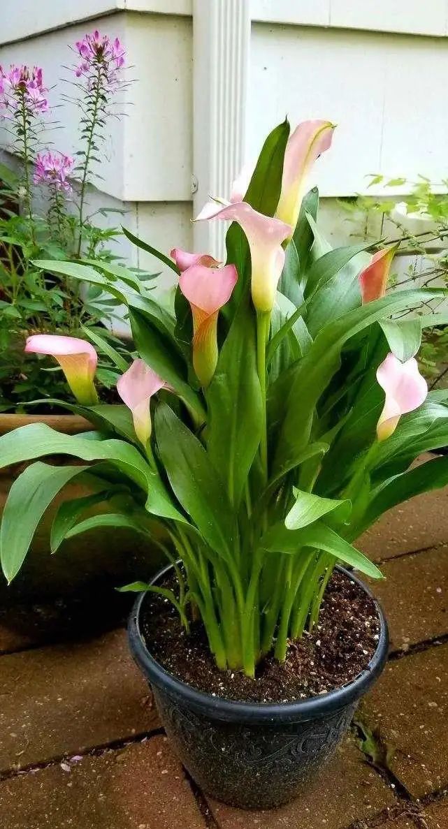 马蹄莲要开花了怎么养护,马蹄莲开花后怎么养护和管理