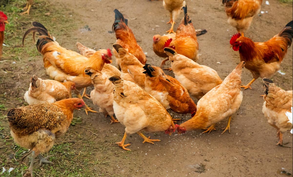 家里杀鸡时，鸡肚里有一块黄油，该扔掉还是吃掉？看完长见识了