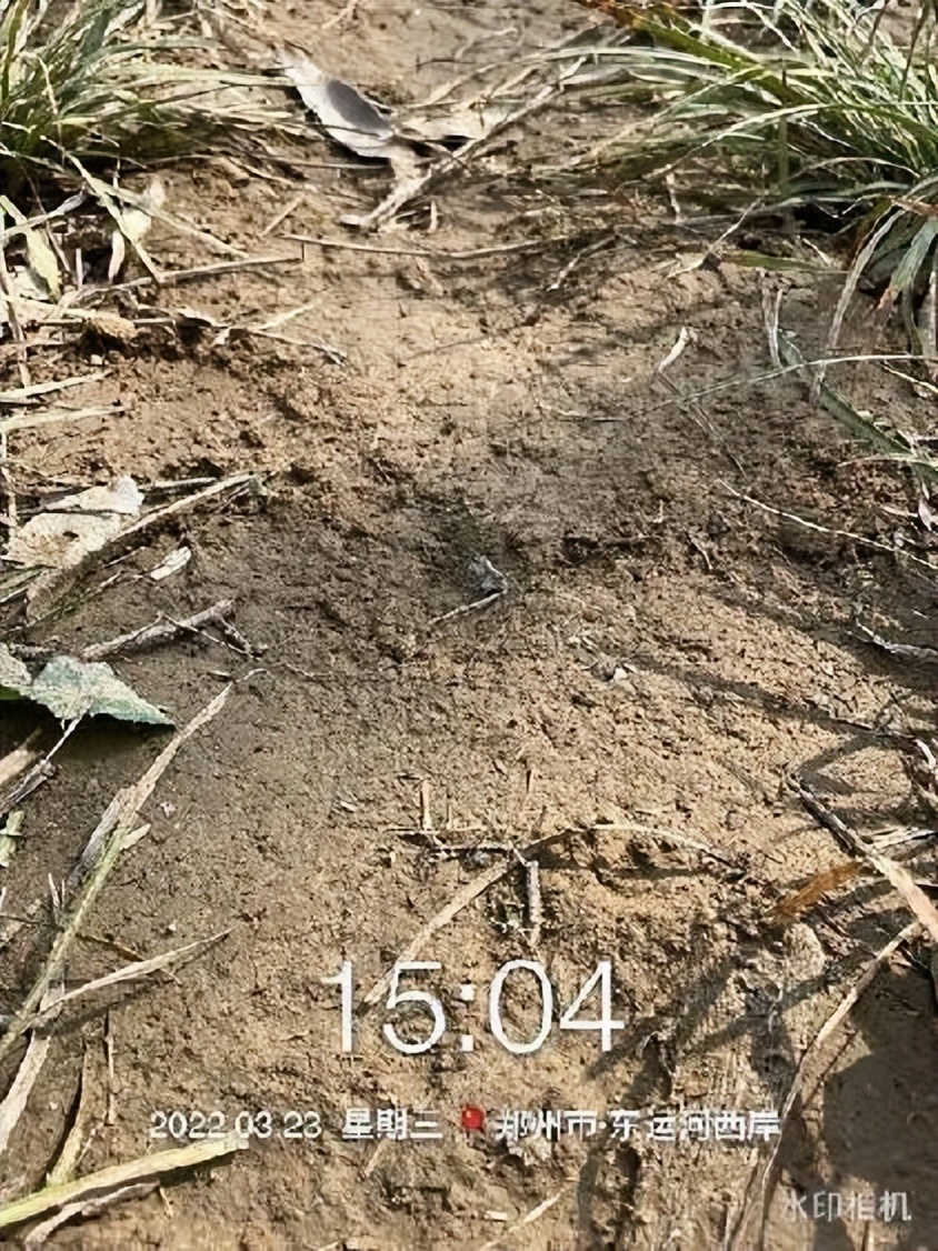 12月份园林绿化养护工作重点,元月份园林养护重点工作