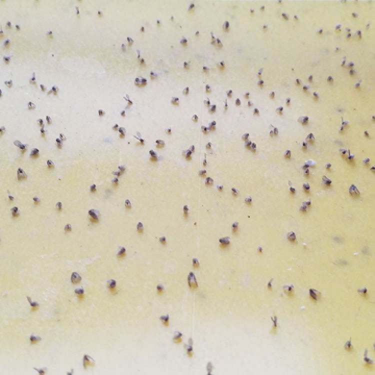 卫生间里的小飞虫是什么,厕所有小黑虫像蛆的虫子怎么灭杀