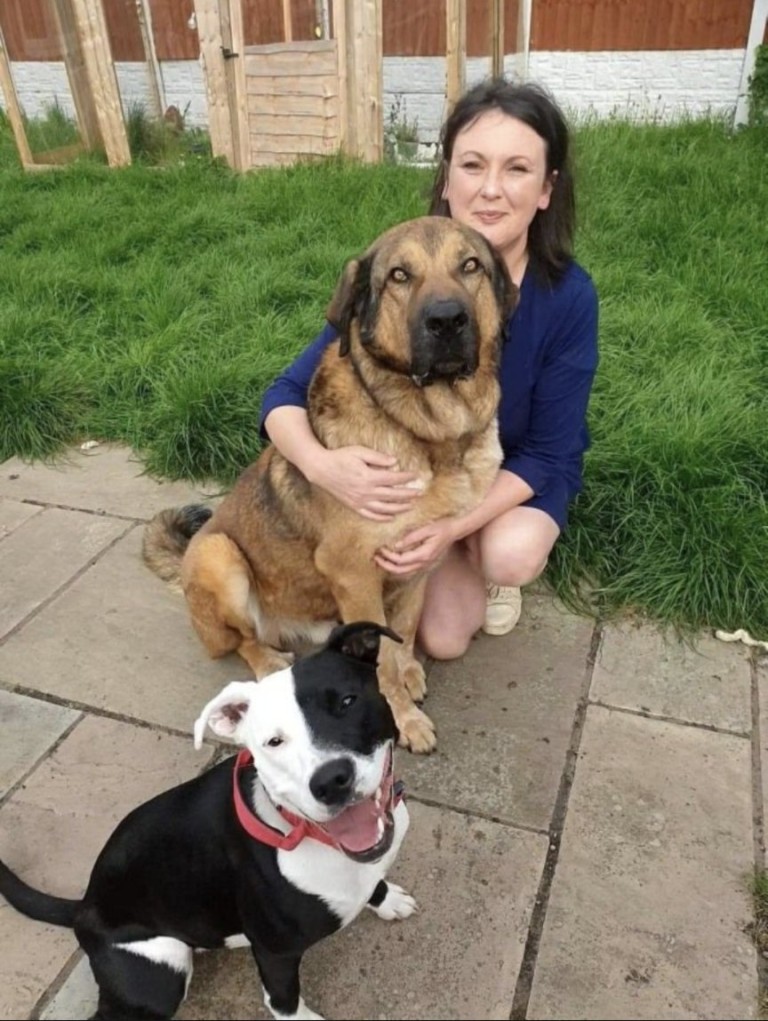 英国最聪明的十大名狗,英国最著名的土狗是什么狗