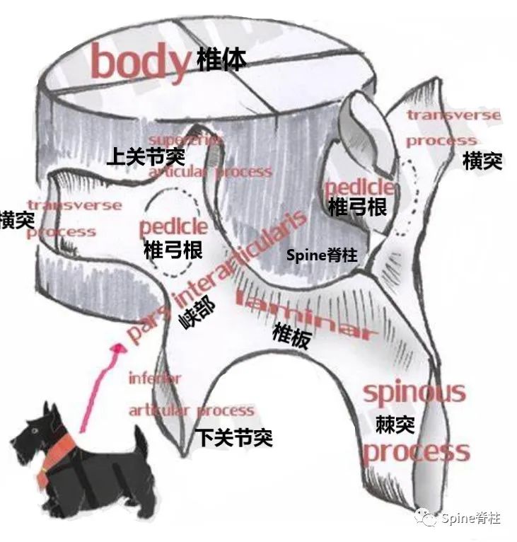 峡部裂和隐性峡部裂有区别吗,单纯峡部裂可以做峡部修复吗