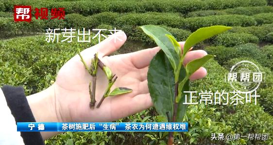 茶树肥害的原因及防治方法,茶树肥料施多了如何补救