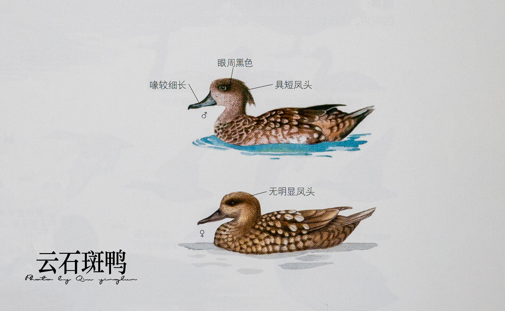 涓滄睙鎻借儨,涓滄睙鎻借儨楦熺被