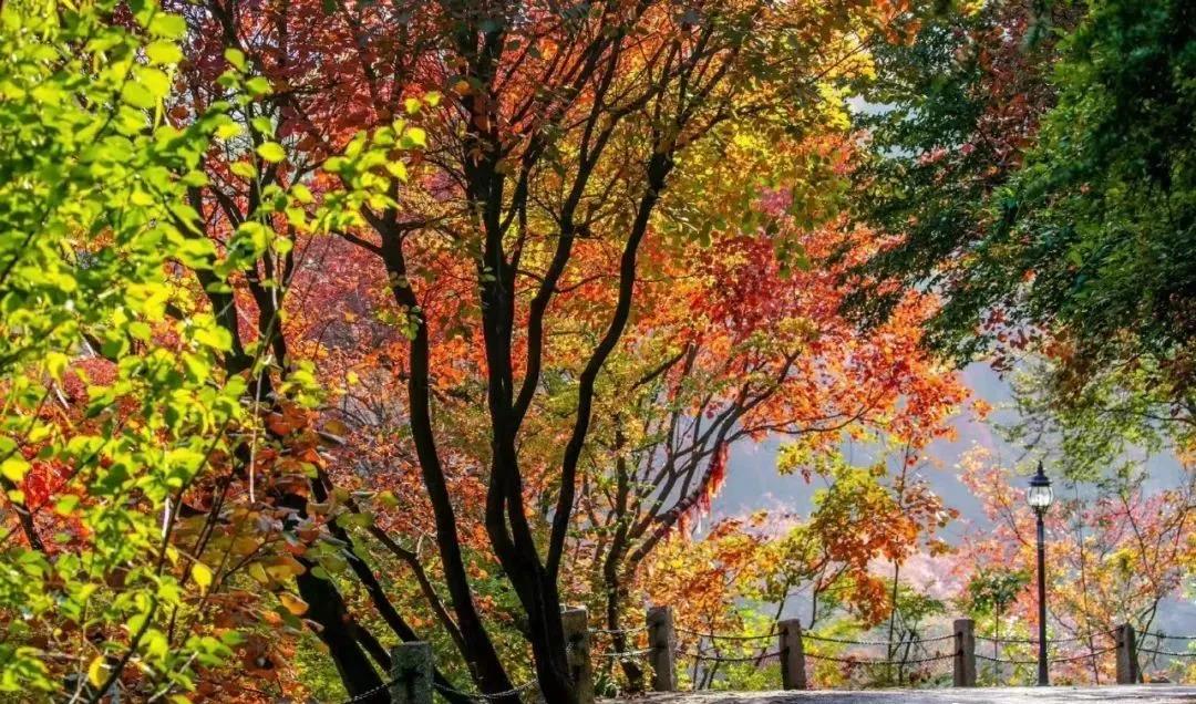 济南赏秋全攻略,秋天济南去哪里赏秋最好
