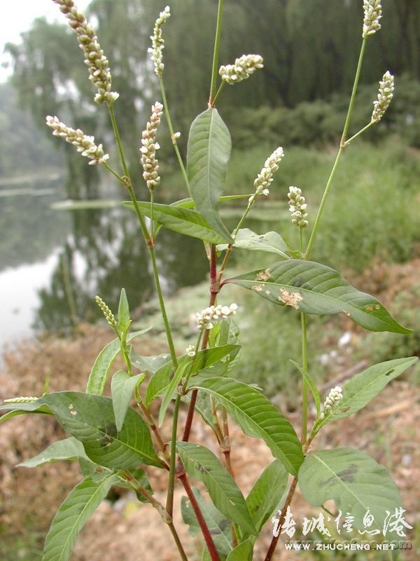 冠县常见野生保护植物,诸城野生动物排名