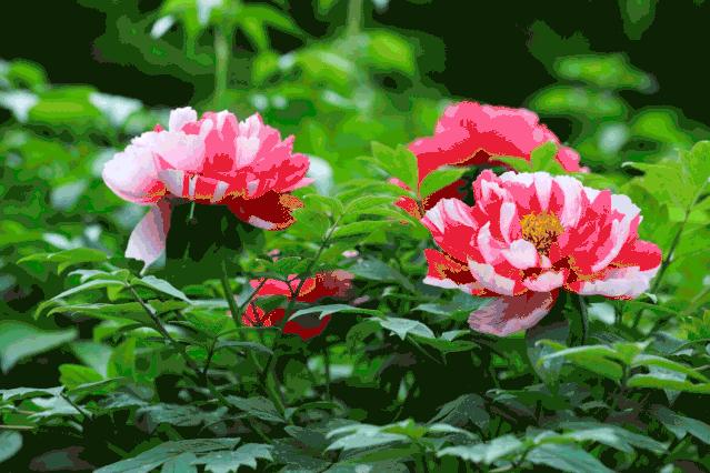 菏泽牡丹节赏花攻略,菏泽春日赏花攻略